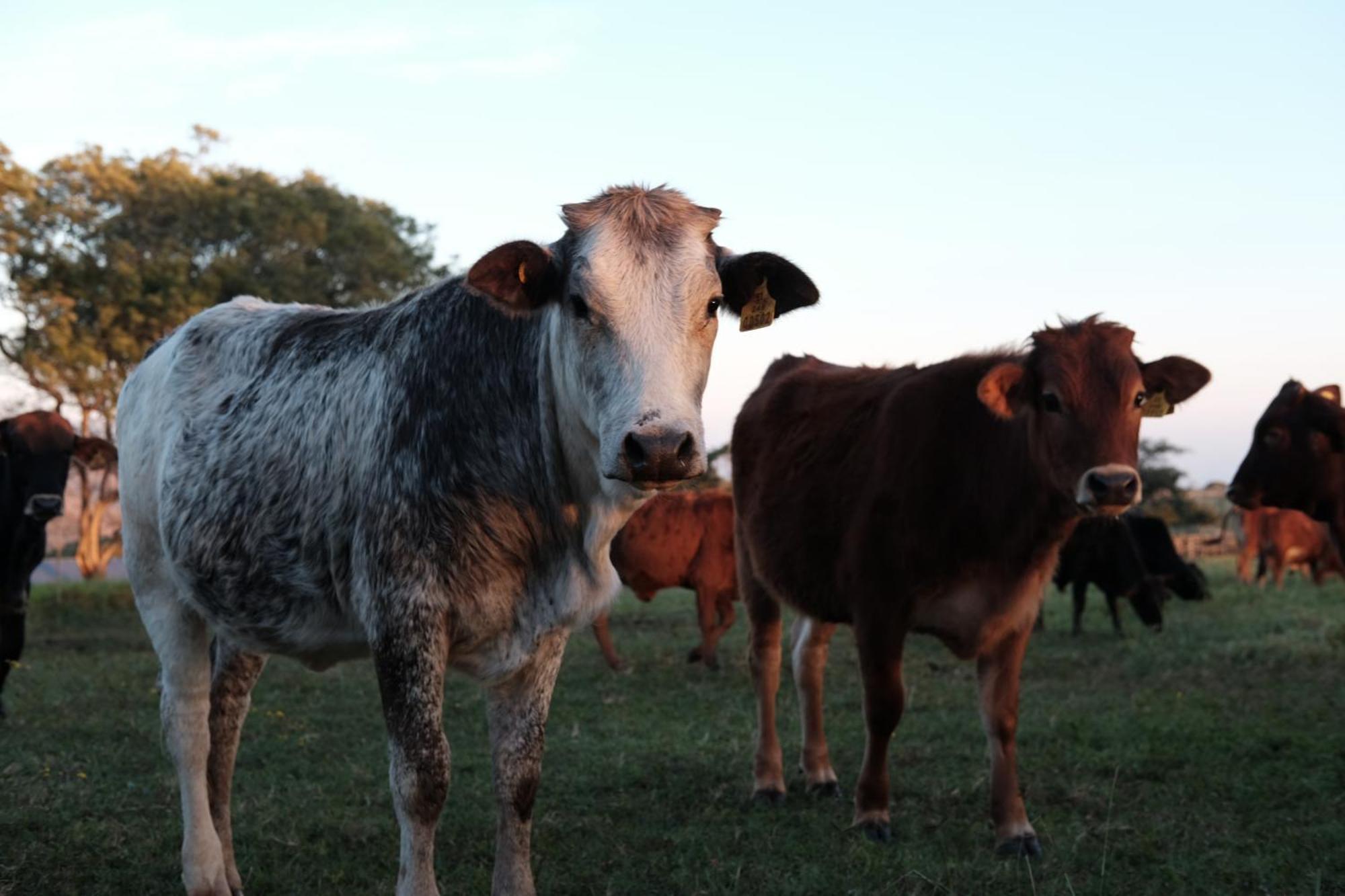 Mabuda Guest Farm Siteki Eksteriør bilde